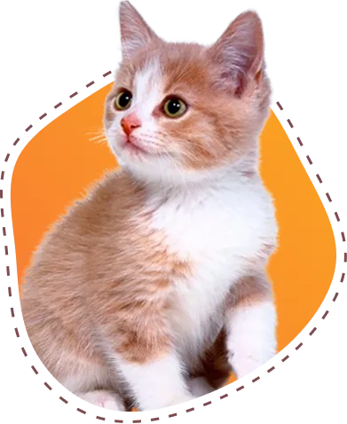 麻将胡了：新手入门指南 - 麻将胡了